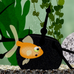 PHiSH square image 5